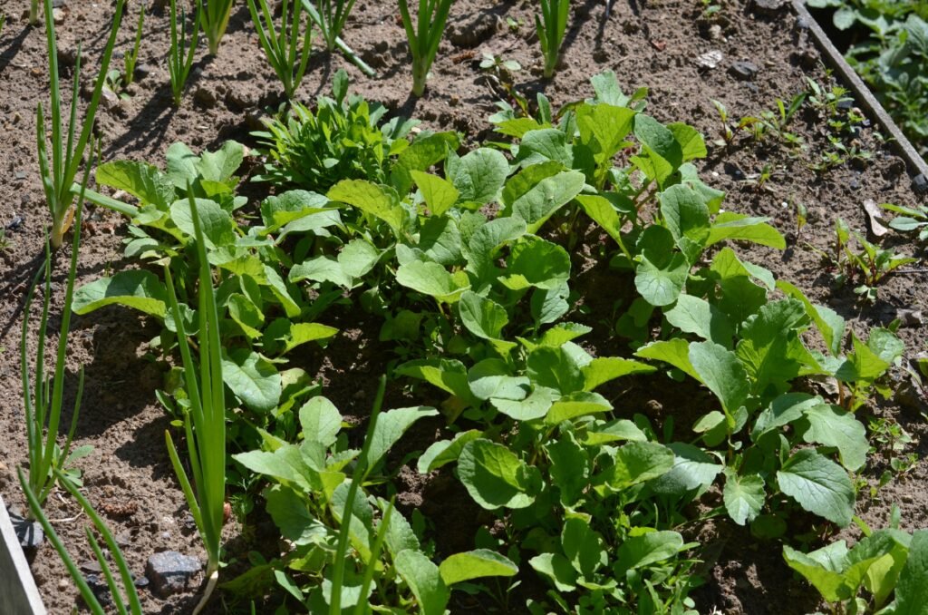 Jeunes pousses de légumes plantées au printemps dans un potager bio