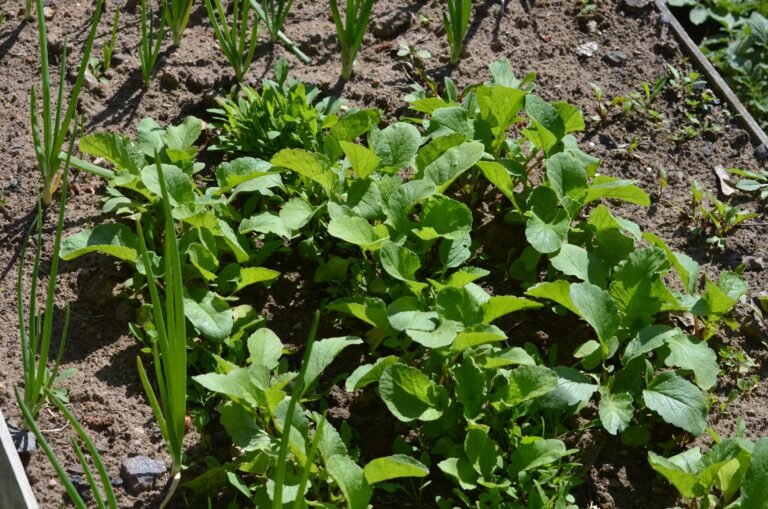 Jeunes pousses de légumes plantées au printemps dans un potager bio
