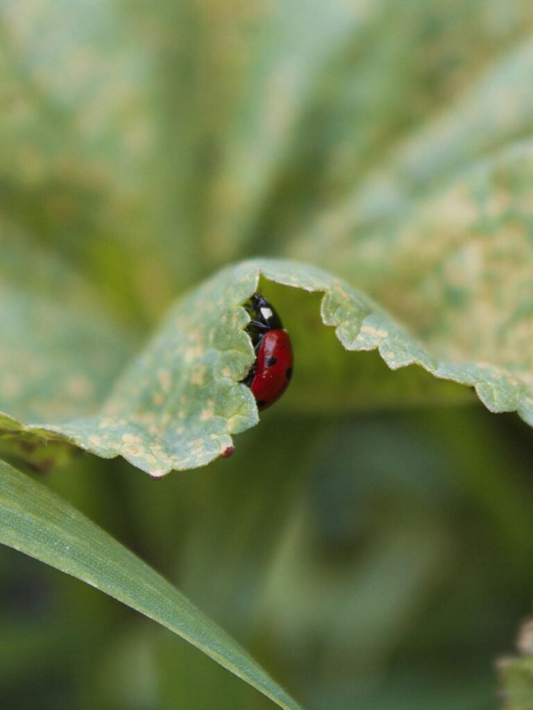 Coccinelle sur une feuille, auxiliaire naturel contre les ravageurs du potager